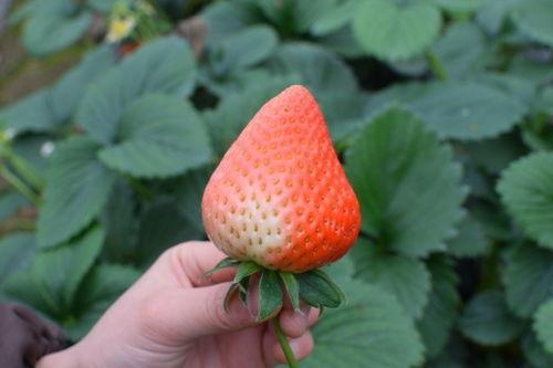 娱乐吃瓜草莓,娱乐界的甜蜜诱惑