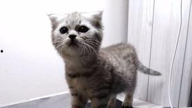 吃瓜娱乐的喵,喵星人的吃瓜娱乐大揭秘